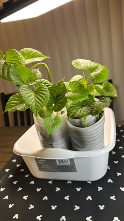 Plants: White Sweet Potato Slips