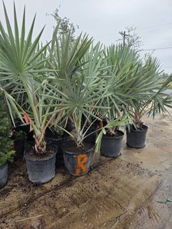 Bismarck Palm 15gallon 