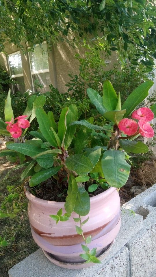 Blooming Plant