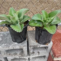 Plants Mala Madre Was $8 . Reduced To $7.00 Cada Una / Each In Donna 