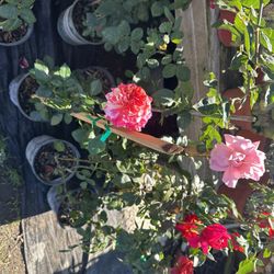 Rose Bushes (Rosas De Arbusto)