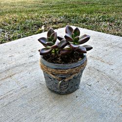 Small Repurposed Glass Succulent Pots