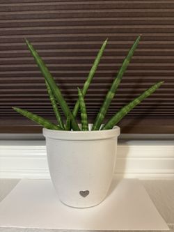 Starfish Sanseveria House Plant