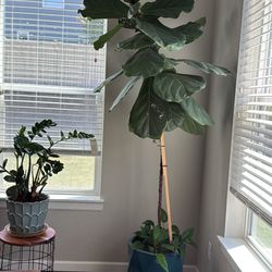 2 House Plants 