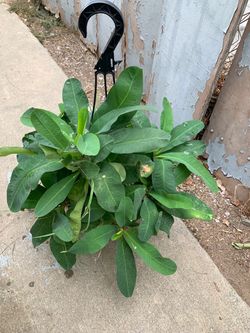 Plant