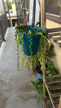 Pearl Succulent Plant 