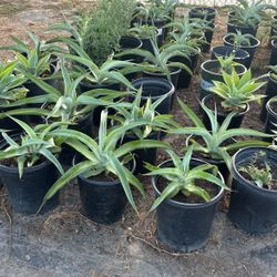 Agave Plants