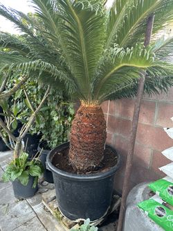 Plant For Sale