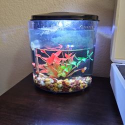 1 Gallon Aquirium