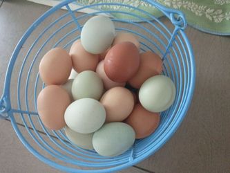 Fresh and ready all colors