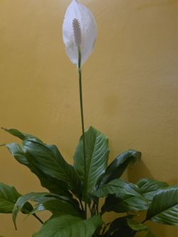 Potted Peace Lillies 