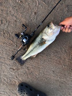Shimano curado bfs