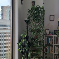 Golden pothos (10 ft)