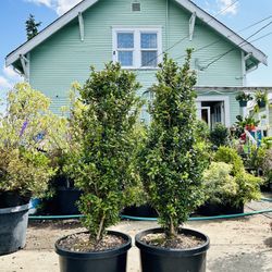 $69 Each Beautiful Boxwood Plant 