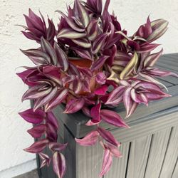 Tradescantia Zebrina Live Plant In 6inch Pot 