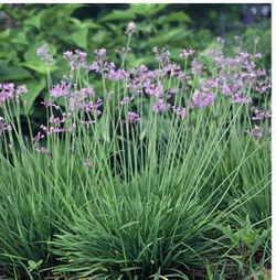 Society Garlic ::  Easy To Grow :: Drought Tolerant :: 