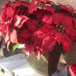 Artificial Poinsettia Flower Plant In Vase 