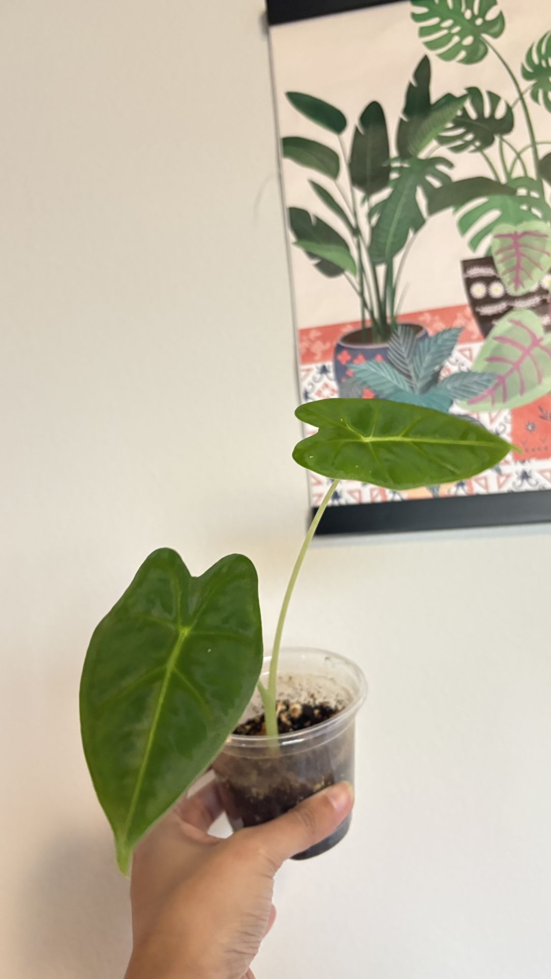 Alocasia Frydek 