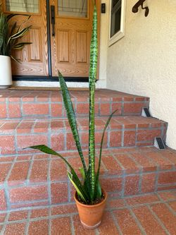 Snake Plant