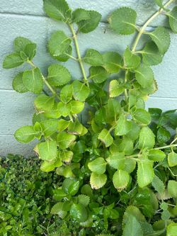 Oregano orejon
