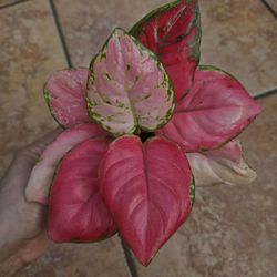Aglaonema 'China Red'
