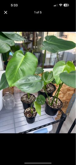 Monstera Deliciosa