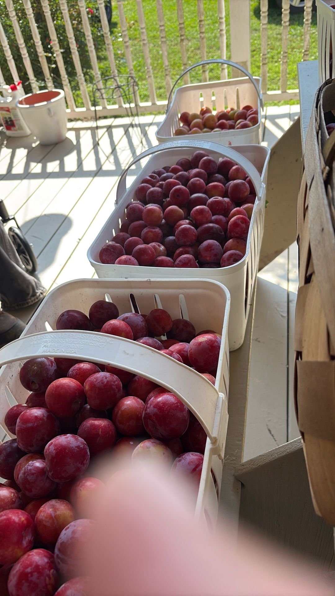 Organic Plums