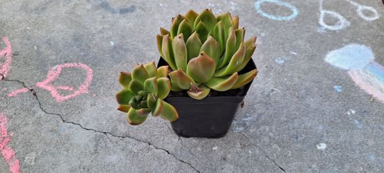 succulent plants