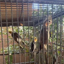 Bird Cage 
