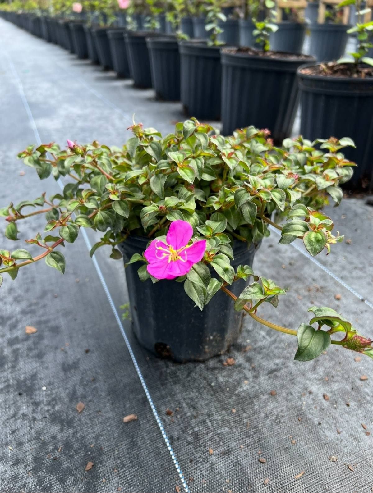 💜 Plant: Spanish Shawl