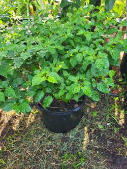 Pepper Plant