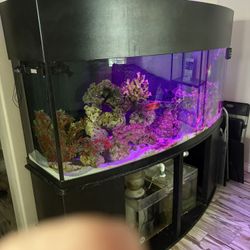 250 gallon salt water aquarium with curved front glass