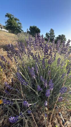 Lavender Plants Flowers Sachets 