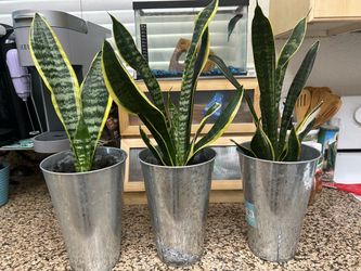 3 Snake plants
