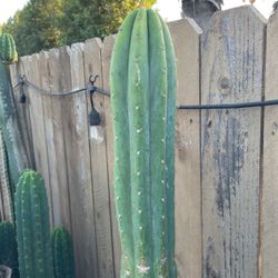 Trichocereus Pachanoi ‘Ventucky’ Blue