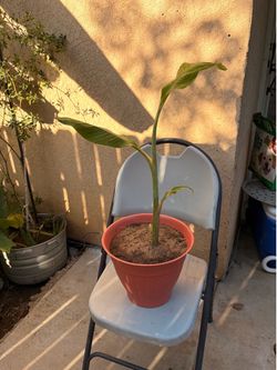 Banana pups—  Musa acuminata bananas