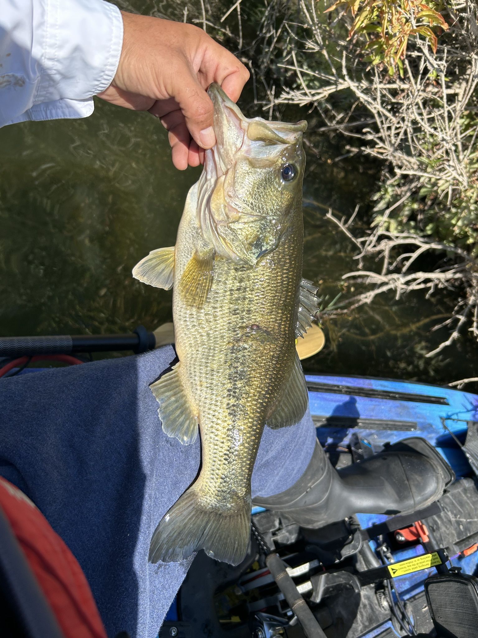 Vibe Shearwater fishing kayak