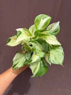 4” manjula pothos