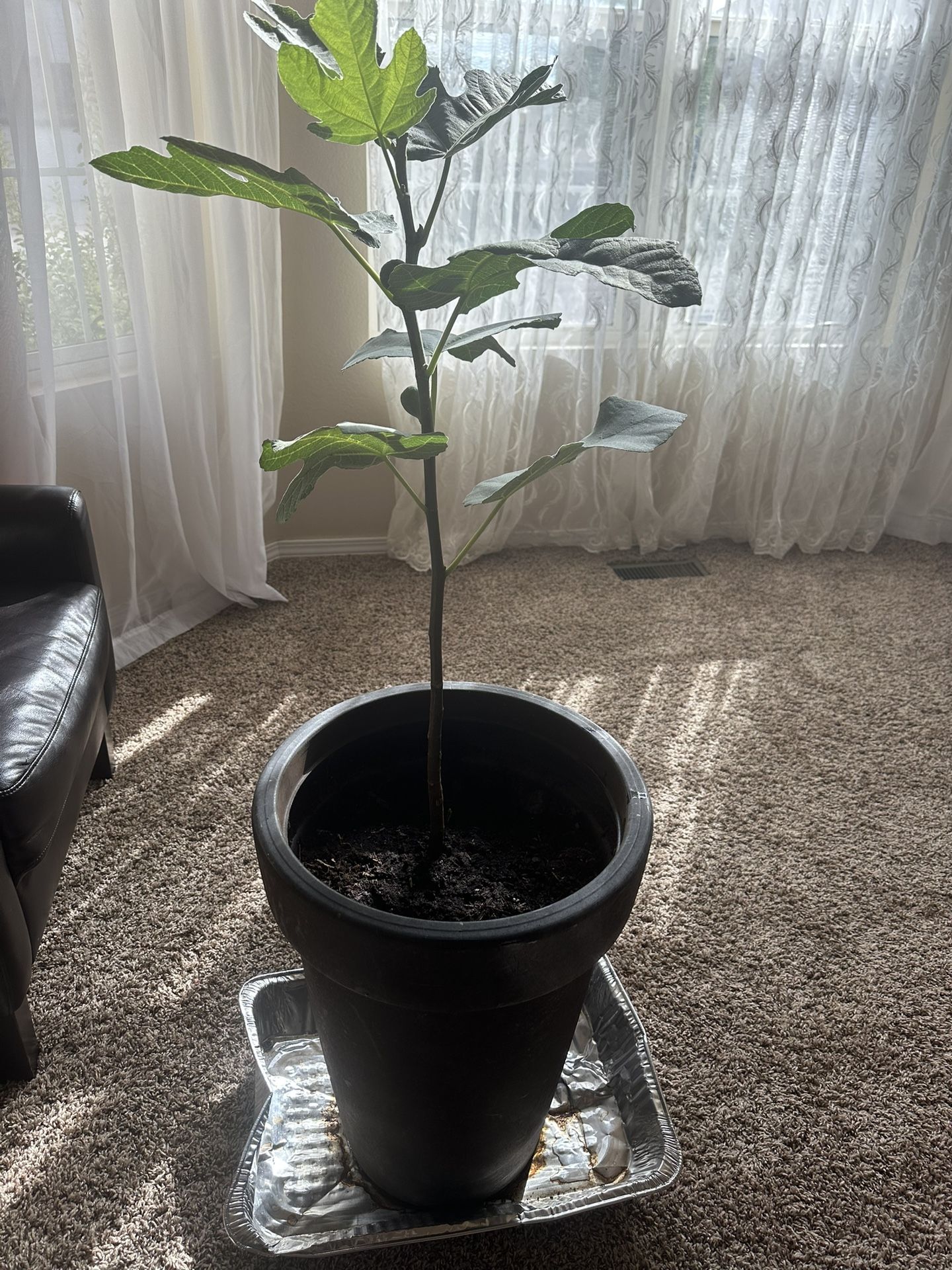 🌿 Turkish Fig Tree – 29” Tall, Already Fruiting! 🌿