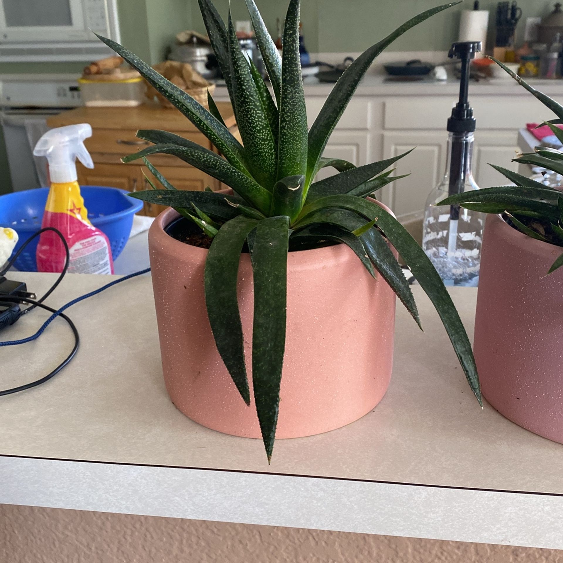 2 Cactus Plants In A Decorative Plant Pot.