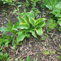 Hosta plant  There are different types of perennial flowers for sale.