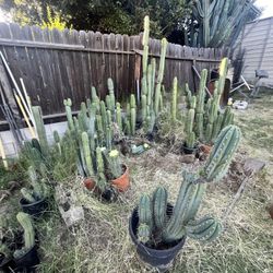 Trichocereus For Sale
