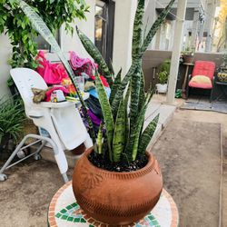 Snake Plan 2 Ft Tall