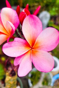 Plumerias Pink & Yellow Flowers 🌸🌿