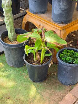Red canna lily plant