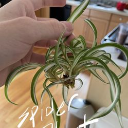 Rare Curly Spider Plant