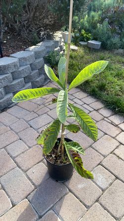 Loquat tree in pot