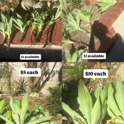 Fox Tail agaves 