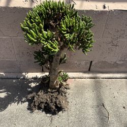 Free Plant Tree