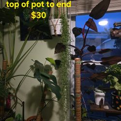 String Of Bananas House Plant 